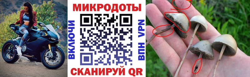 Галлюциногенные грибы Psilocybine cubensis  Кыштым 